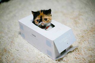 Cutest kitten pic 02