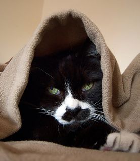 Cutest kitten pic 02