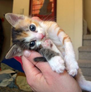 Cutest kitten pic 02