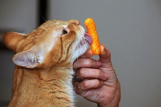 Cutest kitten pic 01