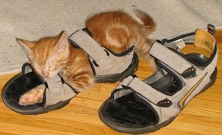 Cutest kitten pic 01