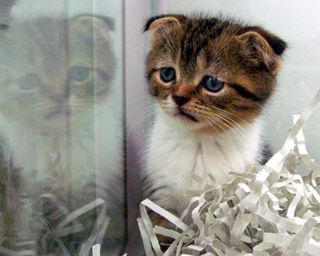 Cutest kitten pic 02