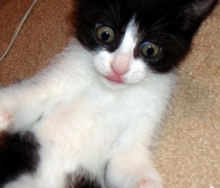 Cutest kitten pic 01