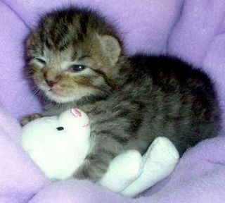 Cutest kitten pic 01