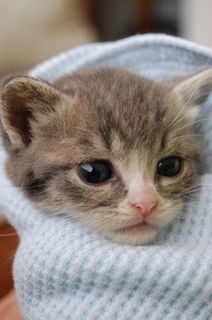 Cutest kitten pic 01