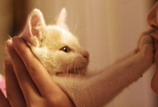 Cutest kitten pic 01