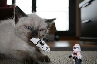 Cutest kitten pic 01