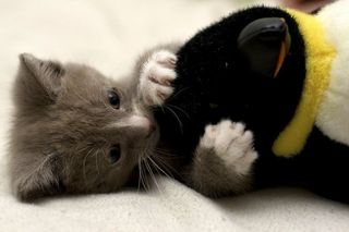 Cutest kitten pic 02