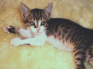 Cutest kitten pic 02