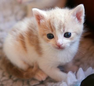 Cutest kitten pic 02