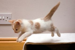 Click on the image to see another cute kitten photo