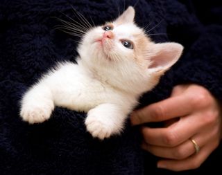 Cutest kitten pic 02