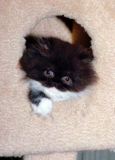Click on the image to see another cute kitten photo