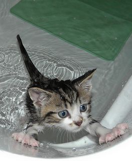 Click on the image to see another cute kitten photo