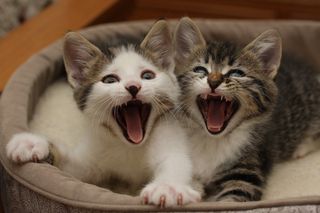 Cutest kitten pic 01