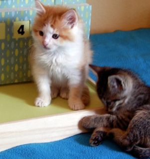 Click on the image to see another cute kitten photo