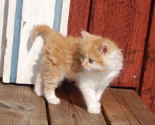 Cutest kitten pic 01