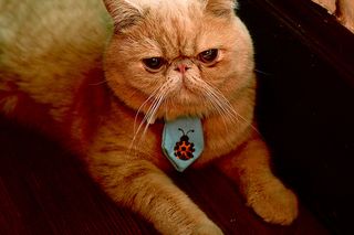 Cutest kitten pic 02