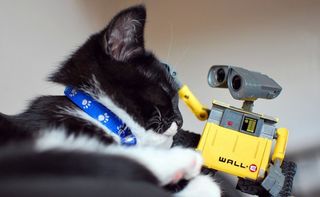 Cutest kitten pic 02