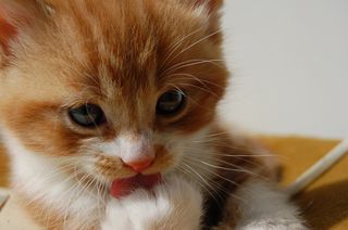Click on the image to see another cute kitten photo