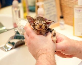 Cutest kitten pic 02