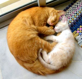 Click on the image to see another cute kitten photo