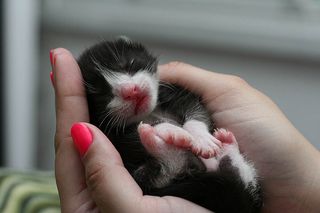Cutest kitten pic 01