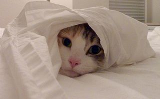 Cutest kitten pic 02