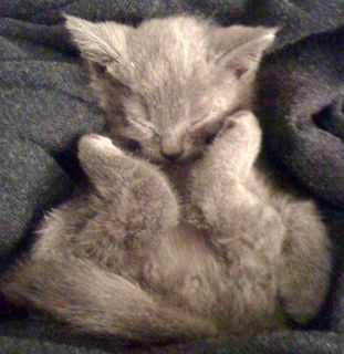 Cutest kitten pic 01
