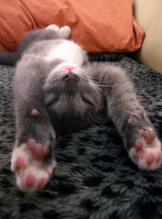 Cutest kitten pic 01