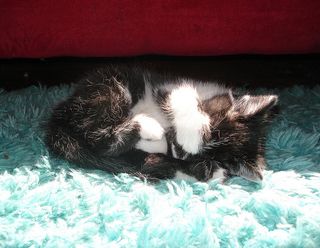 Cutest kitten pic 02