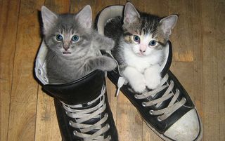 Cutest kitten pic 01