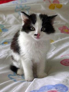 Cutest kitten pic 01
