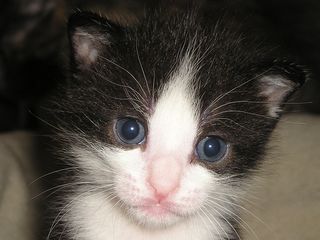 Cutest kitten pic 01