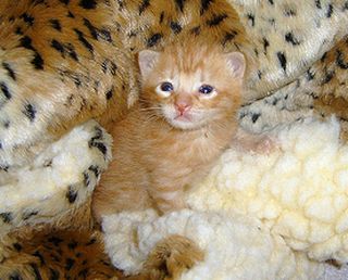 Cutest kitten pic 02