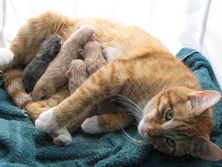 Click on the image to see another cute kitten photo