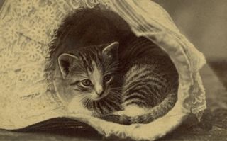 Cutest kitten pic 01