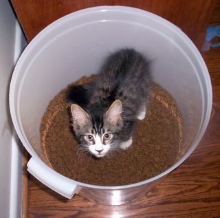 Cutest kitten pic 01