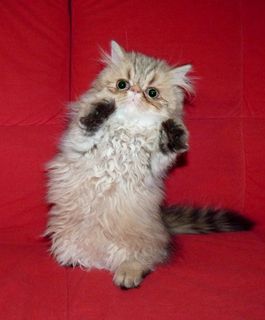 Cutest kitten pic 01