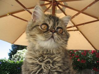 Cutest kitten pic 01