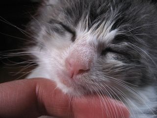 Cutest kitten pic 01