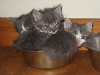 Cutest kitten pic 02