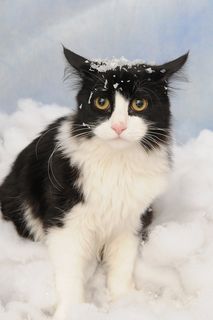 Cutest kitten pic 01