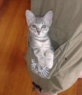 Cutest kitten pic 01