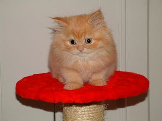 Click on the image to see another cute kitten photo