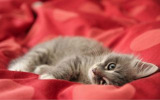 Cutest kitten pic 02