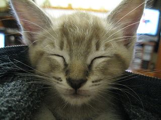 Click on the image to see another cute kitten photo