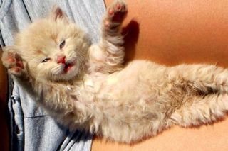Cutest kitten pic 02