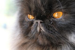 Cutest kitten pic 01