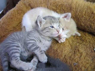 Click on the image to see another cute kitten photo